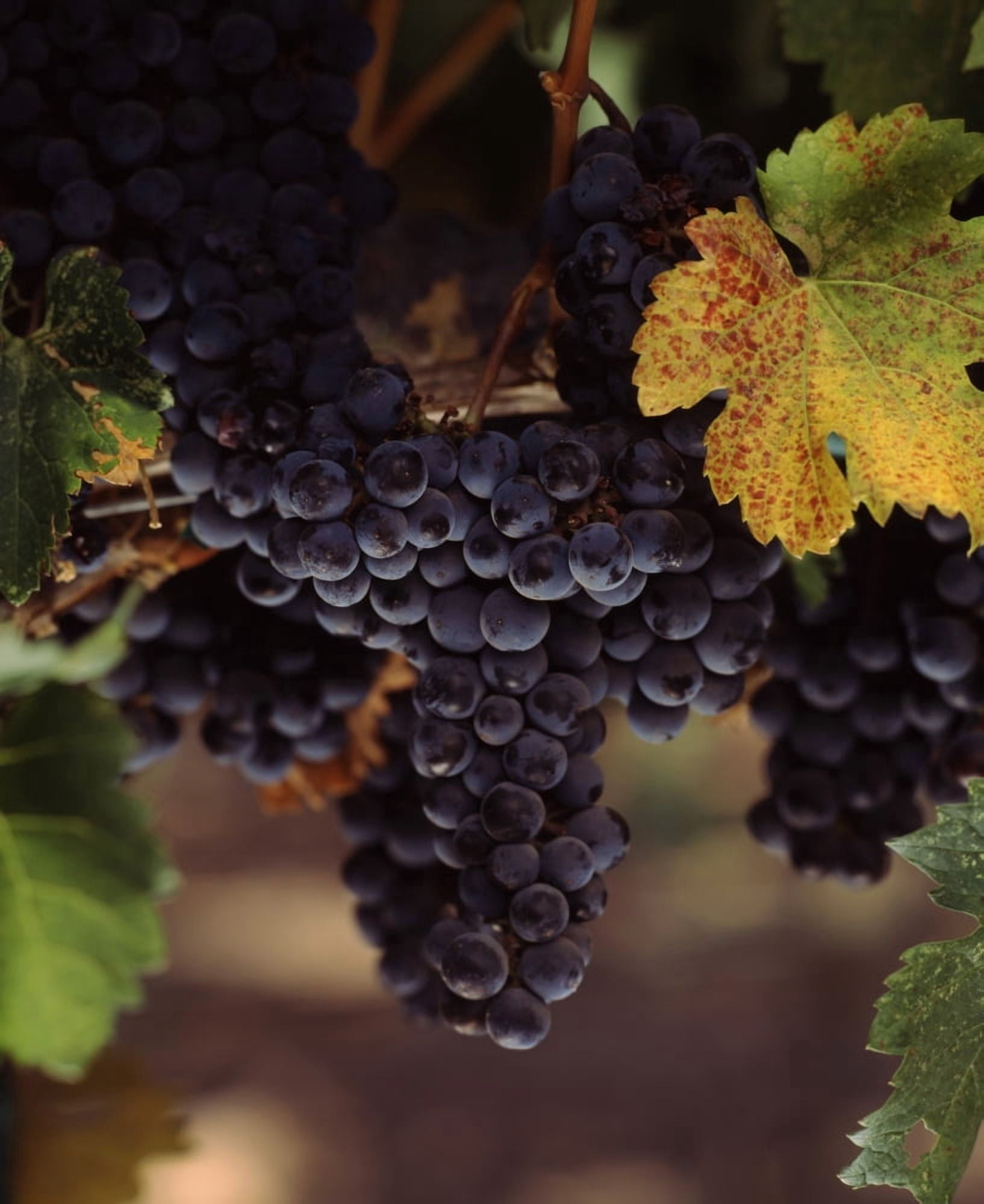 Cabernet sauvignon grapes in vineyard Wine Country California USA Canvas Art - Panoramic Images (27 x 22)