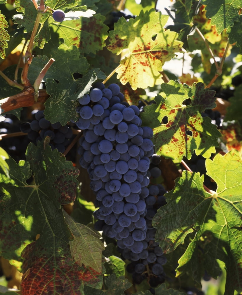 Cabernet sauvignon grapes in vineyard Wine Country California USA Canvas Art - Panoramic Images (27 x 22)