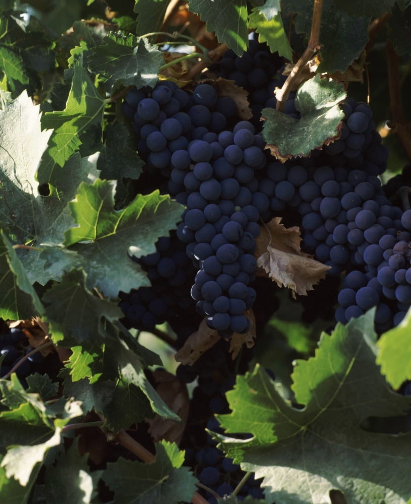 Cabernet sauvignon grapes in vineyard Wine Country California USA Canvas Art - Panoramic Images (29 x 36)