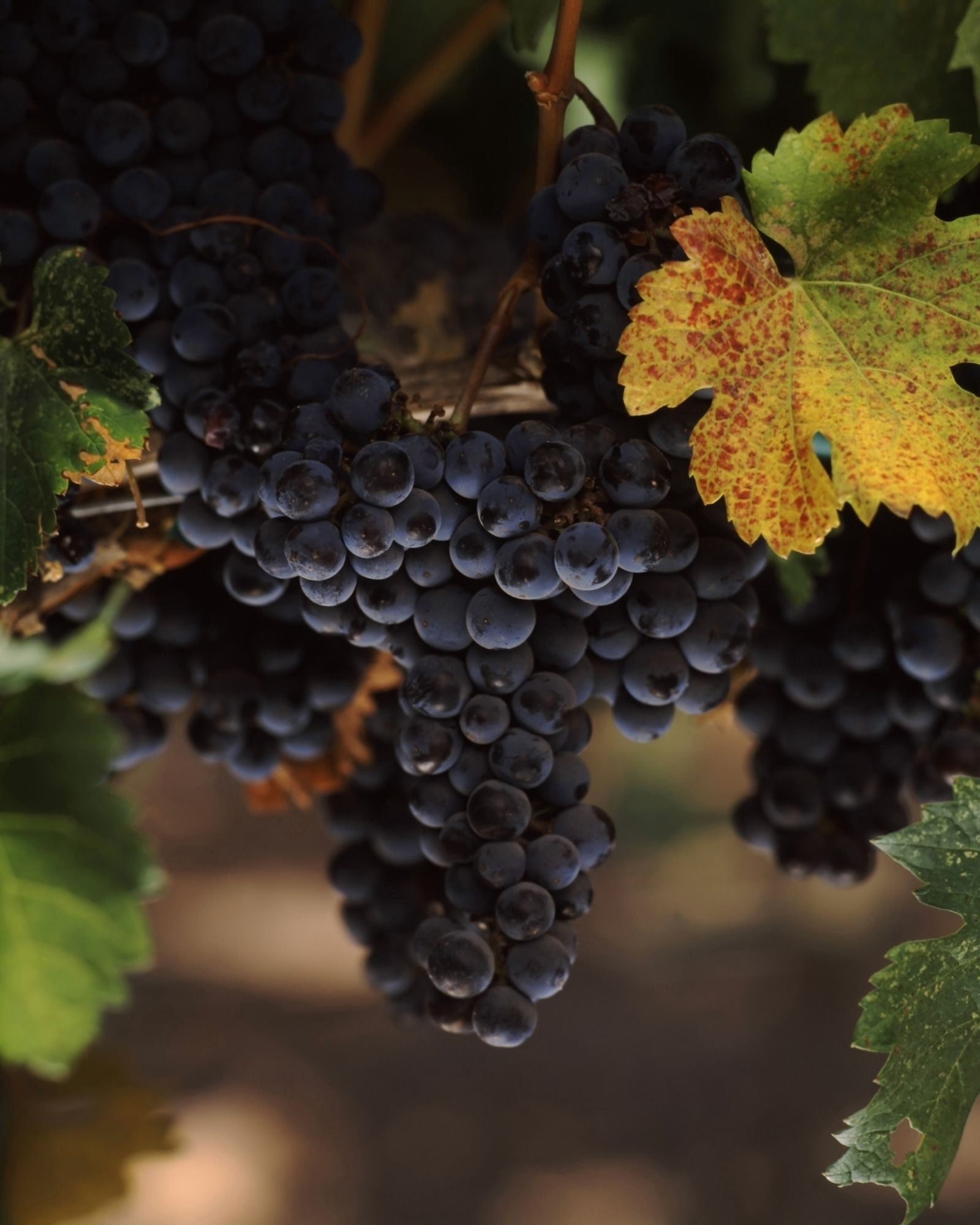 Cabernet sauvignon grapes in vineyard Wine Country California USA Canvas Art - Panoramic Images (29 x 36)