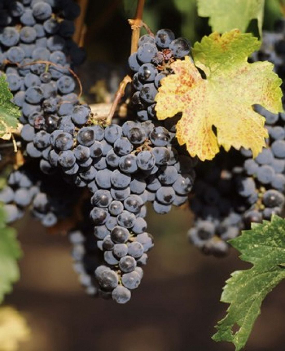 Cabernet sauvignon grapes in vineyard Wine Country California USA Canvas Art - Panoramic Images (30 x 36)