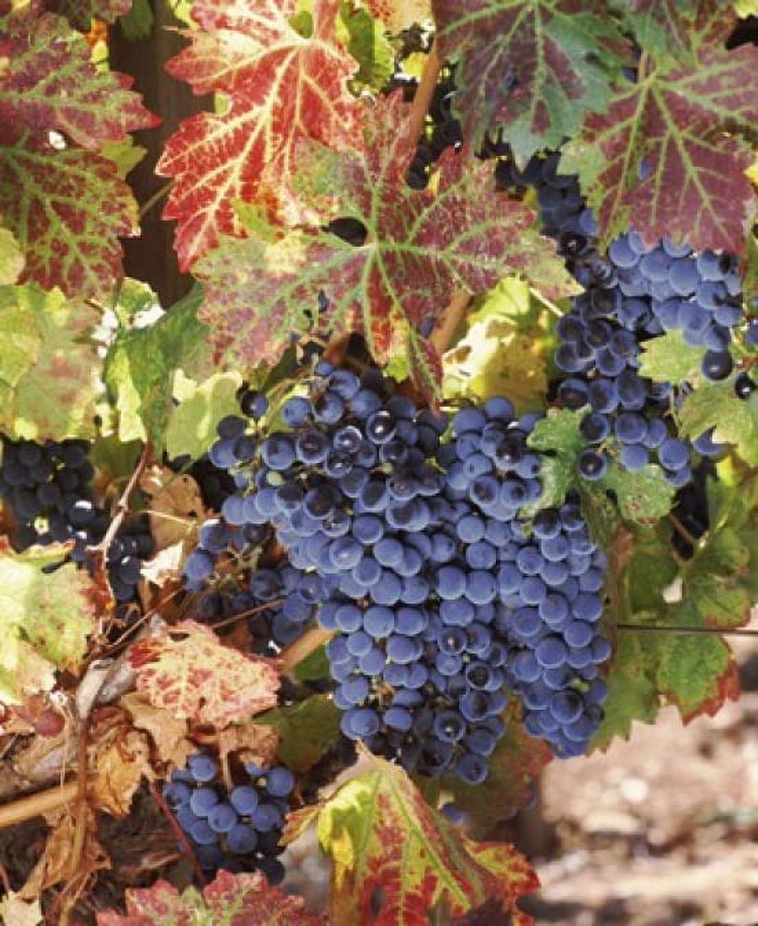 Cabernet sauvignon grapes in vineyard Wine Country California USA Canvas Art - Panoramic Images (30 x 36)