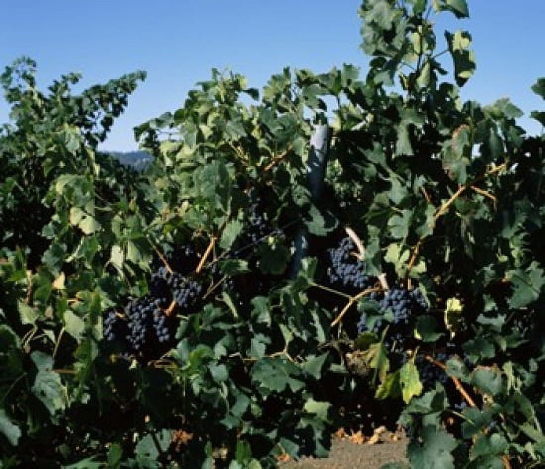 Cabernet sauvignon grapes in vineyard Wine Country California USA Canvas Art - Panoramic Images (36 x 32)