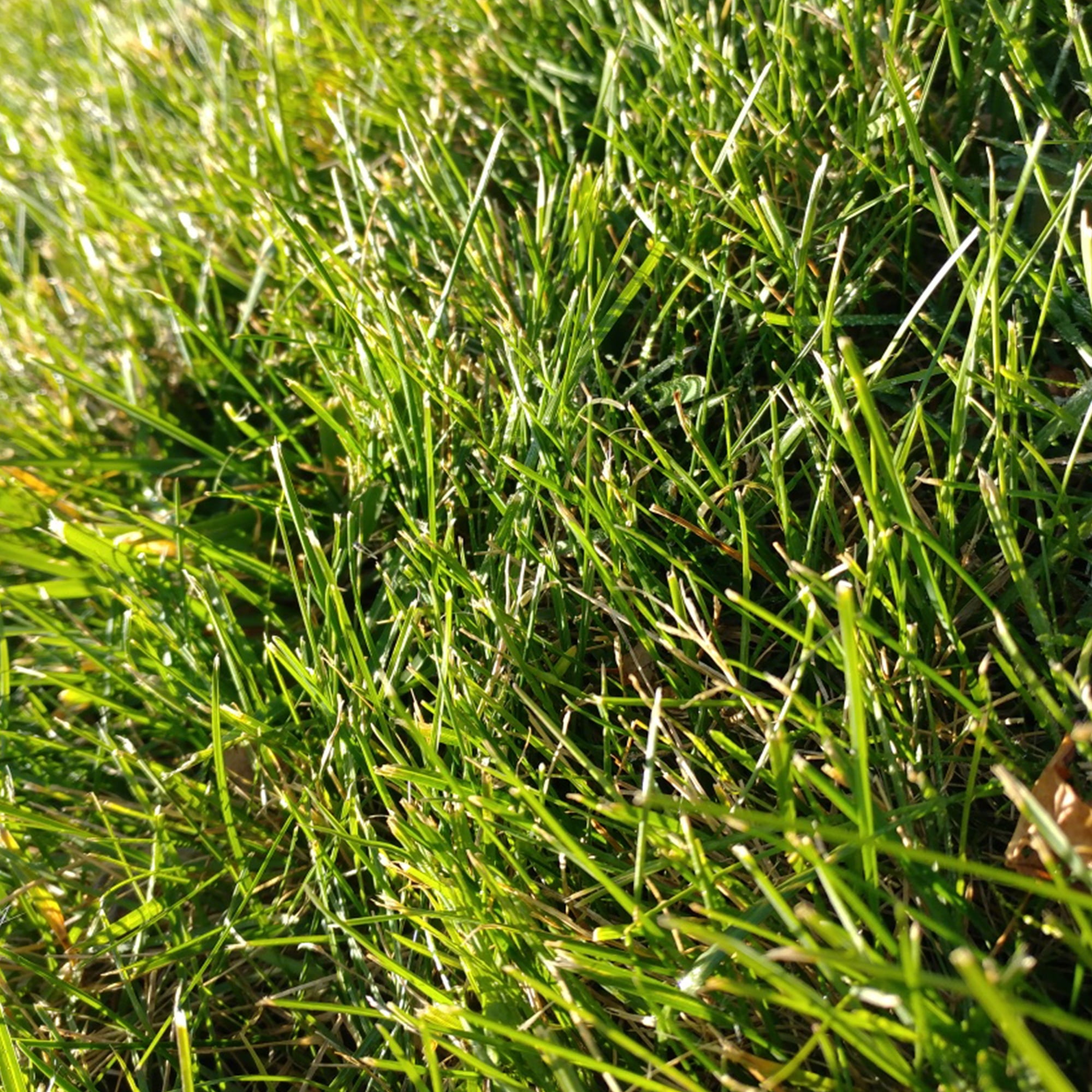 Cabin Grass Seed Mix - 5 Lb - Non-GMO Erosion Control, Drought Resistant Turf Blend: Sodar Streambank Wheatgrass, Roadcrest Crested Wheatgrass & Sheep Fescue