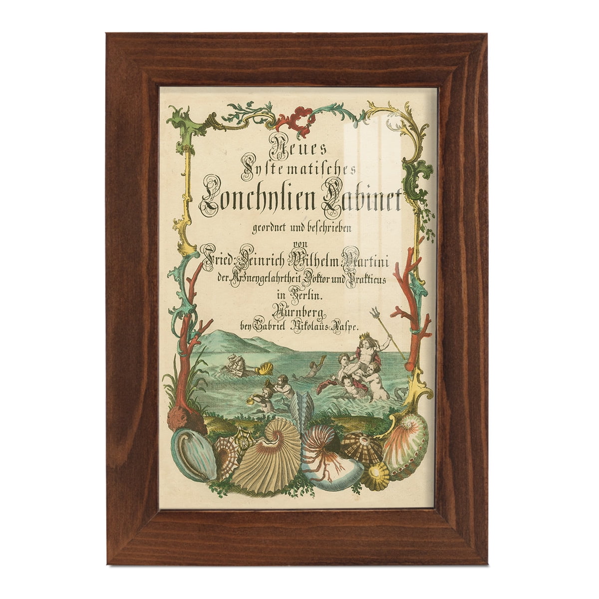 Cabinet of Conchology -Framed Print w/glass-Chestnut