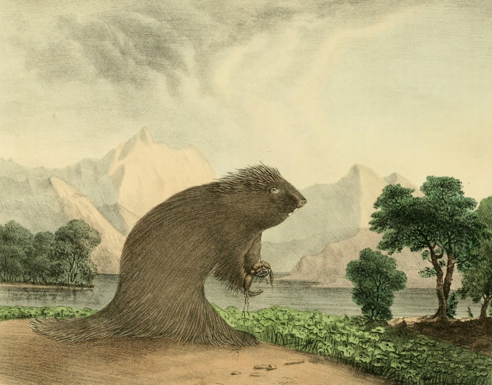 Cabinet of Natural History 1830 American Porcupine Canvas Art - T Doughty (18 x 24)