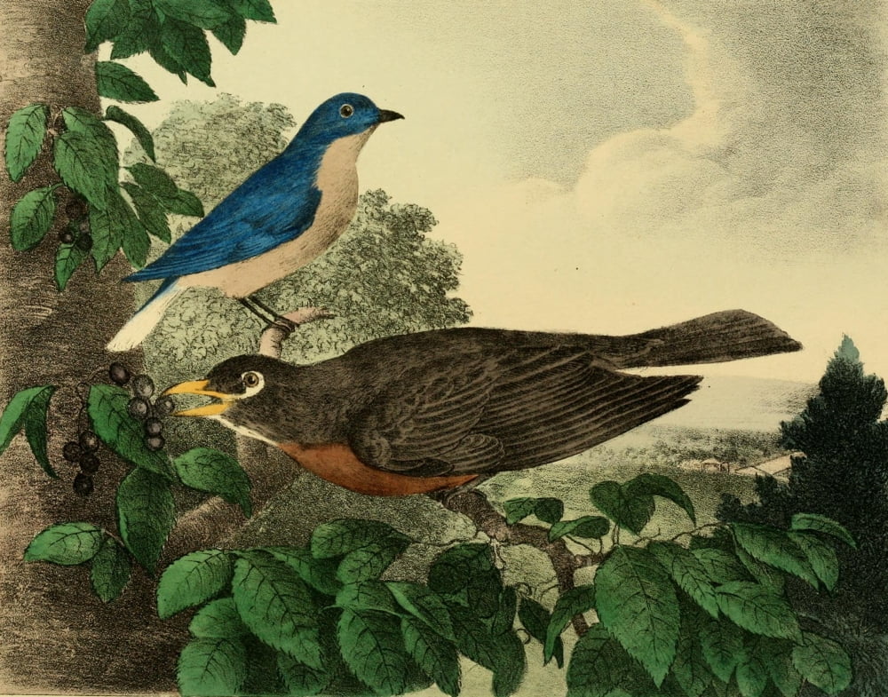 Cabinet of Natural History 1830 Bluebird & Robin Canvas Art - T Doughty (18 x 24)
