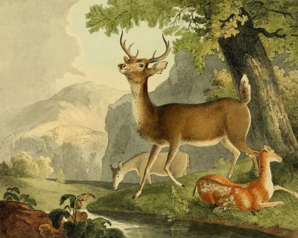 Cabinet of Natural History 1830 Common Deer Canvas Art - T Doughty (18 x 24)