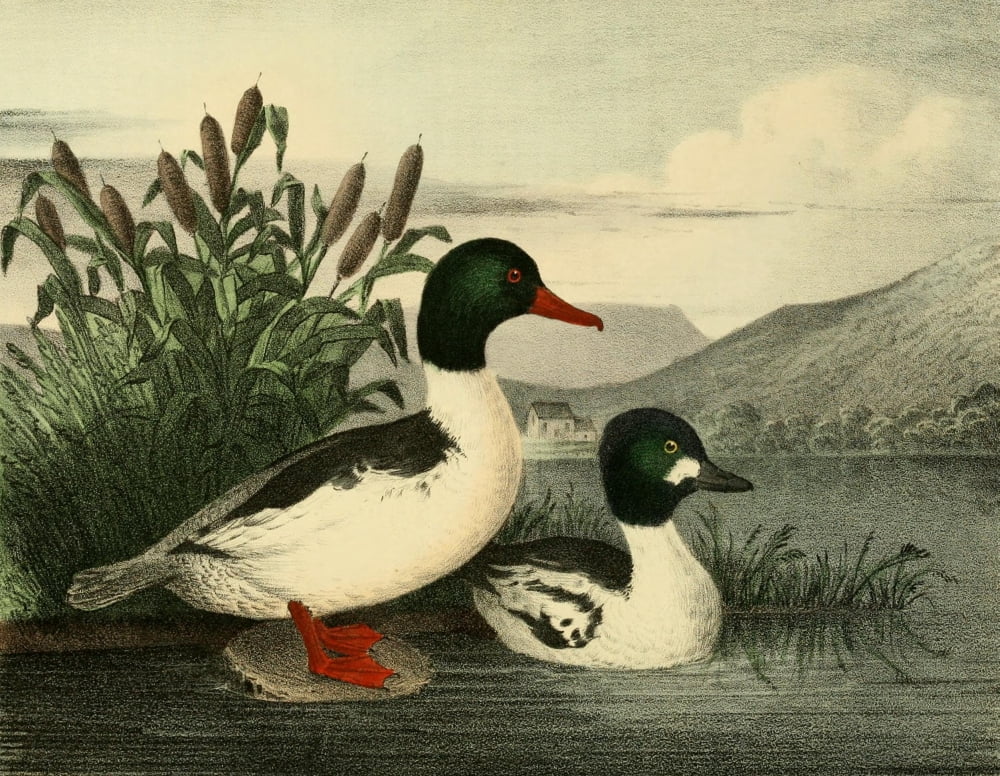 Cabinet of Natural History 1830 Goosander & Golden Eye Canvas Art - T Doughty (18 x 24)