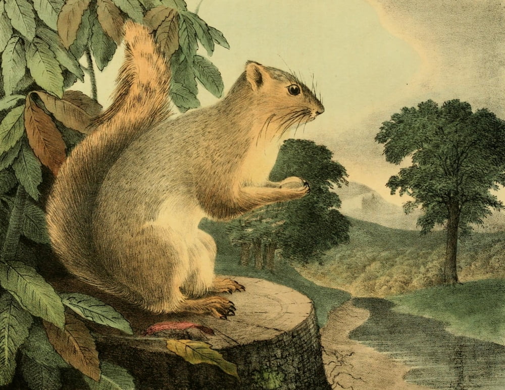 Cabinet of Natural History 1830 Great Tailed Squirrel Canvas Art - T Doughty (24 x 36)