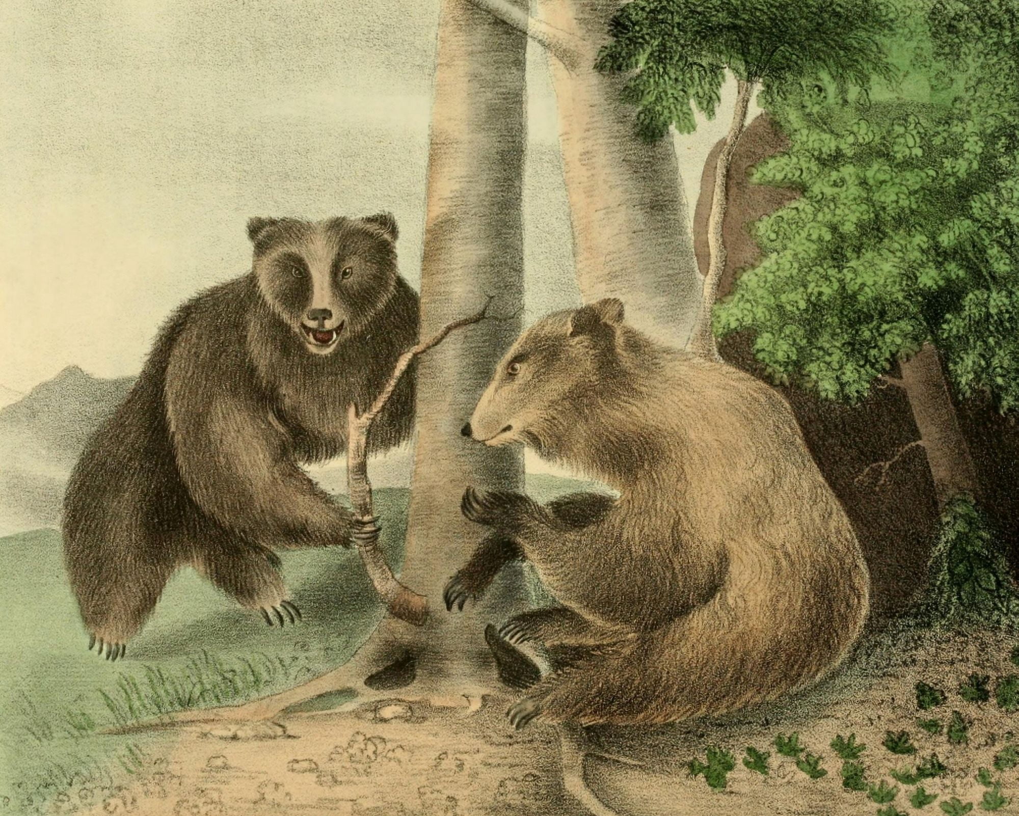 Cabinet of Natural History 1830 Grizzly Bears Canvas Art - T Doughty (18 x 24)