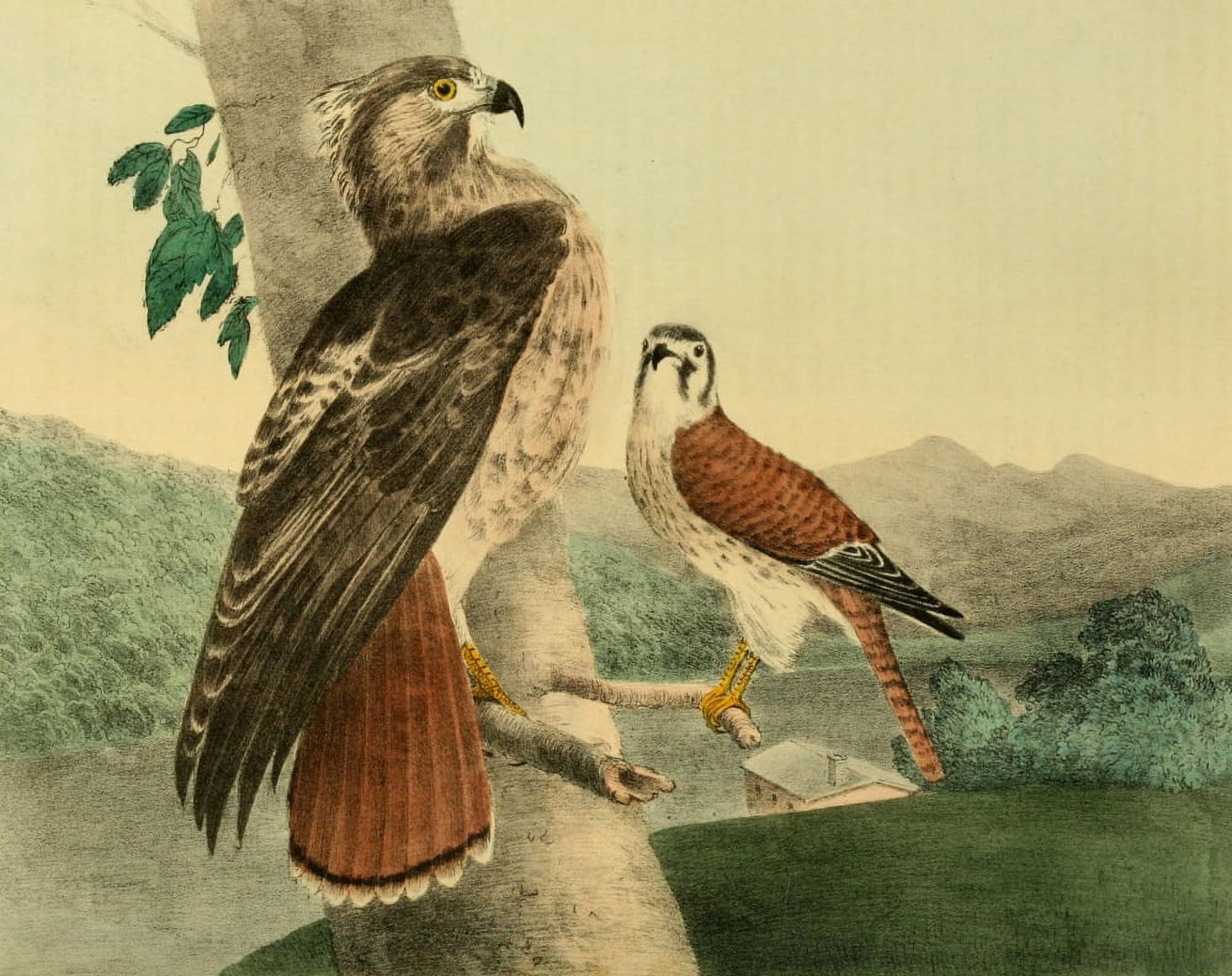 Cabinet of Natural History 1830 Hawks Canvas Art - T Doughty (18 x 24)