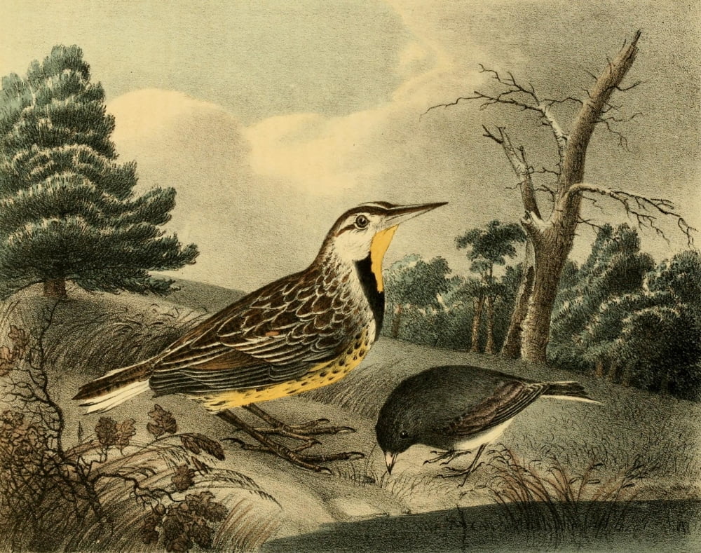 Cabinet of Natural History 1830 Meadowlark & Snowbird Canvas Art - T Doughty (24 x 36)