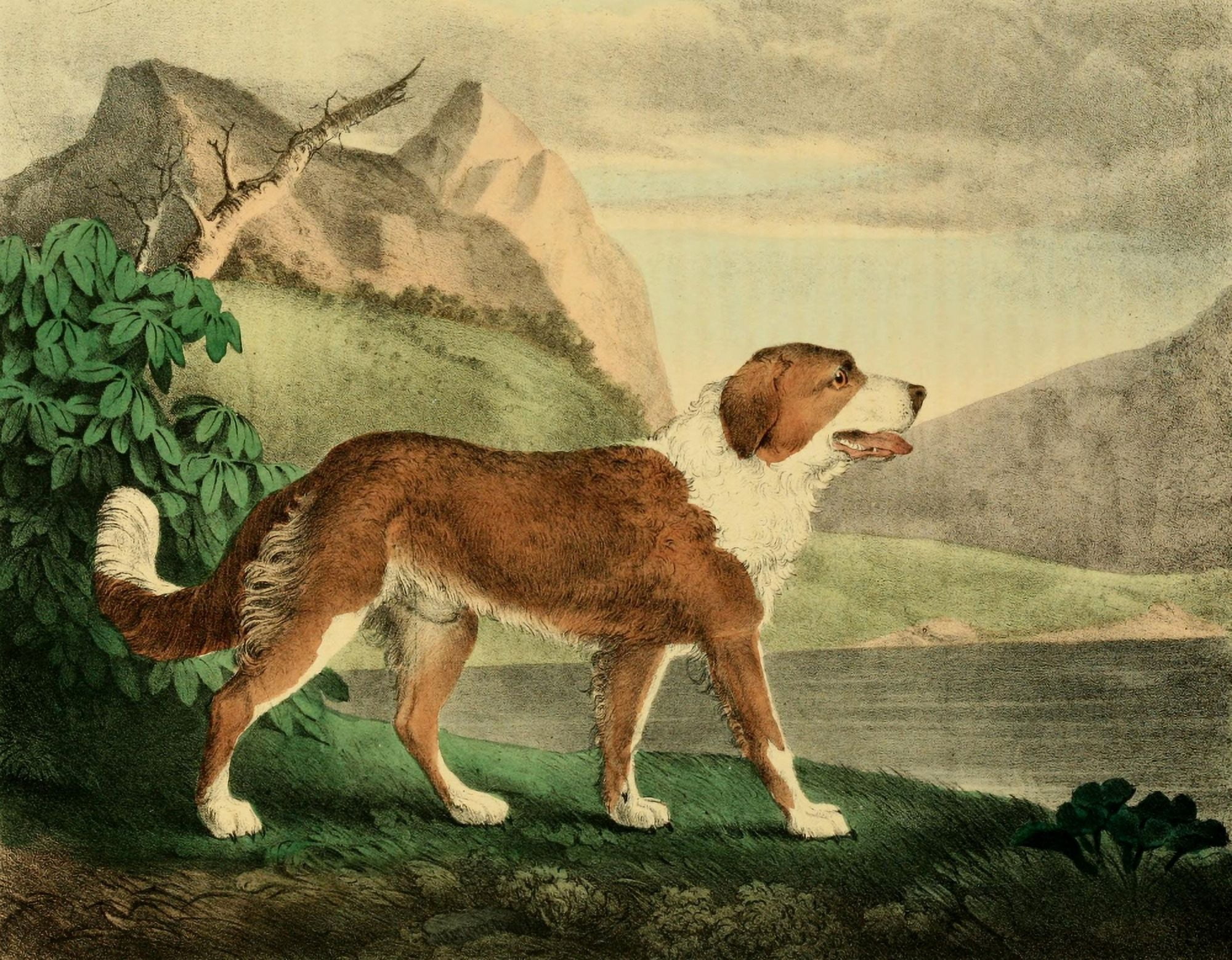 Cabinet of Natural History 1830 Newfoundland Dog Canvas Art - T Doughty (18 x 24)