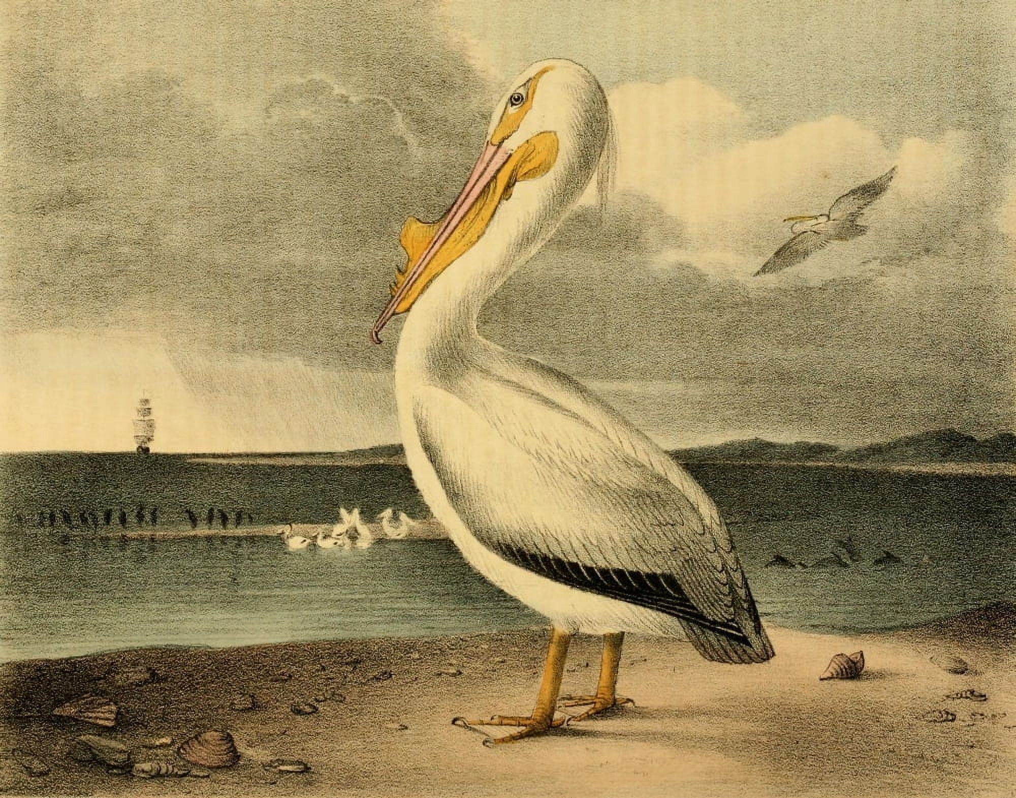 Cabinet of Natural History 1830 Pelican Canvas Art - T Doughty (18 x 24)