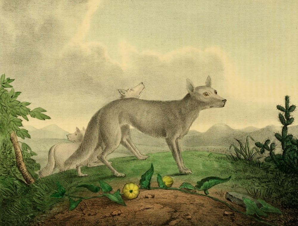 Cabinet of Natural History 1830 Prairie Wolves Canvas Art - Albert Newsam (18 x 24)