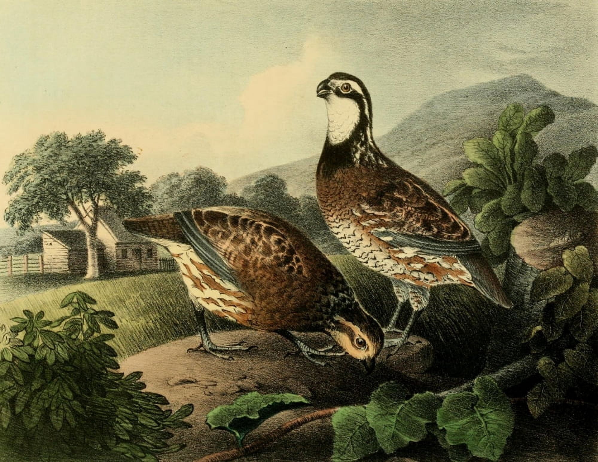 Cabinet of Natural History 1830 Quails Canvas Art - T Doughty (18 x 24)