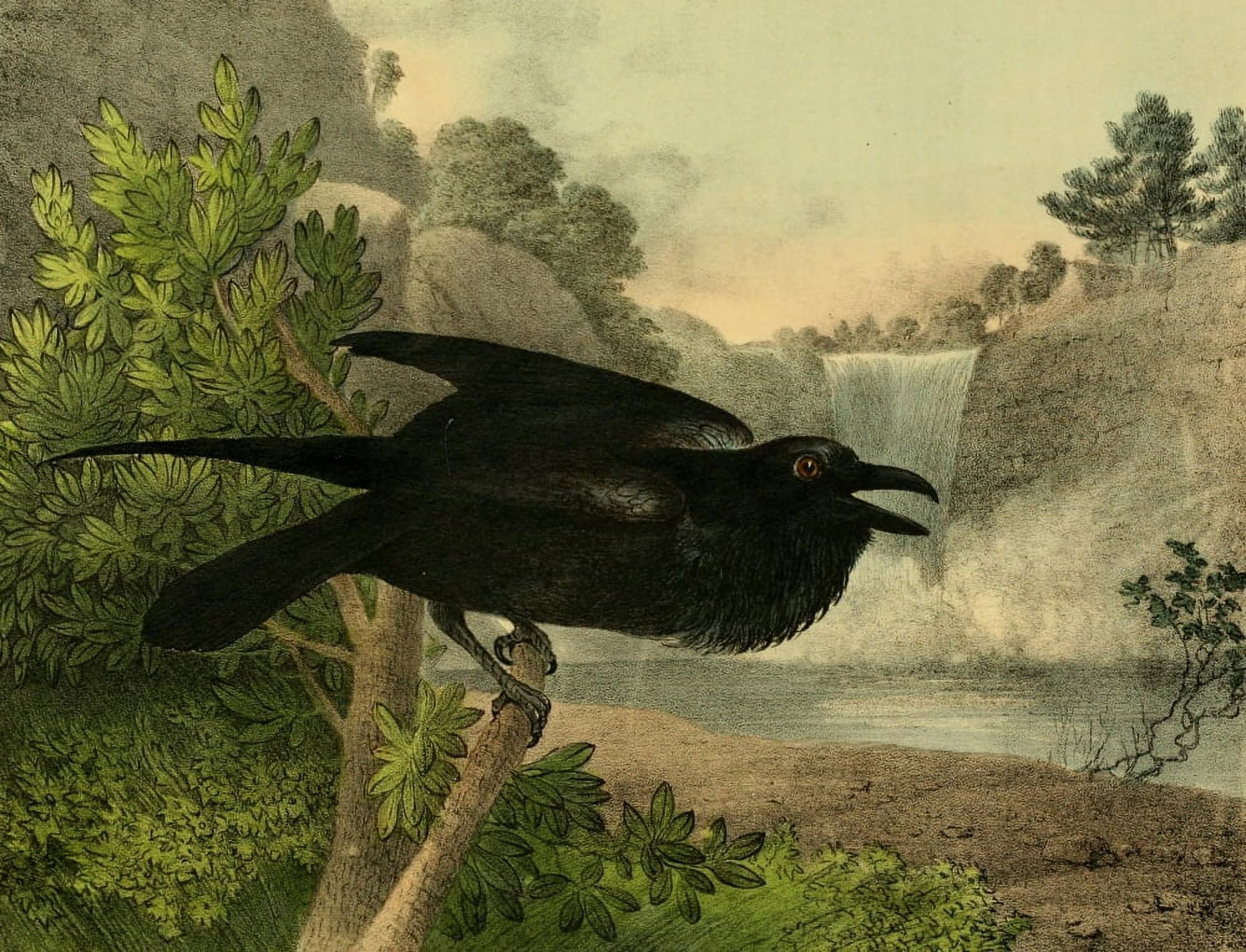 Cabinet of Natural History 1830 Raven Canvas Art - T Doughty (18 x 24)