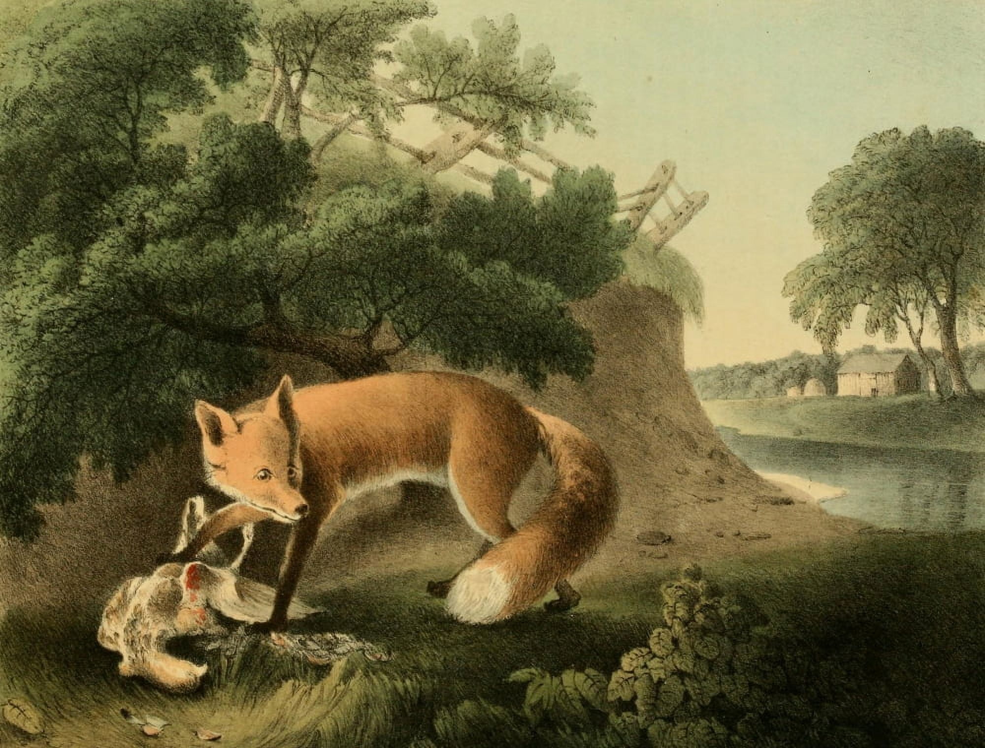 Cabinet of Natural History 1830 Red Fox Canvas Art - T Doughty (18 x 24)