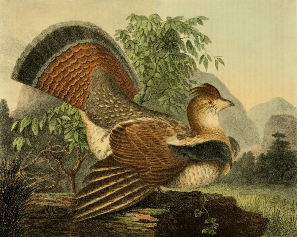 Cabinet of Natural History 1830 Ruffed Grouse Canvas Art - T Doughty (18 x 24)