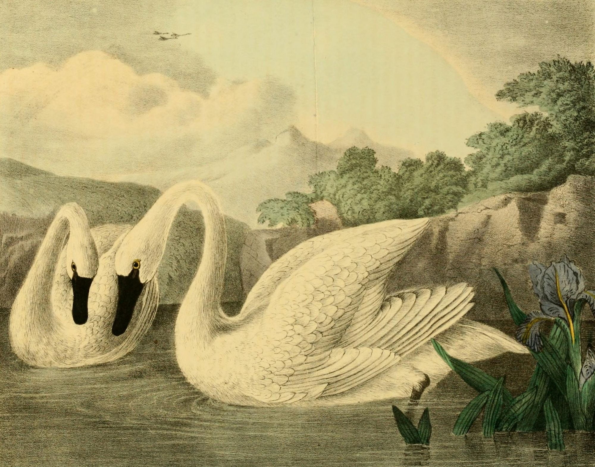 Cabinet of Natural History 1830 Swans Canvas Art - T Doughty (24 x 36)