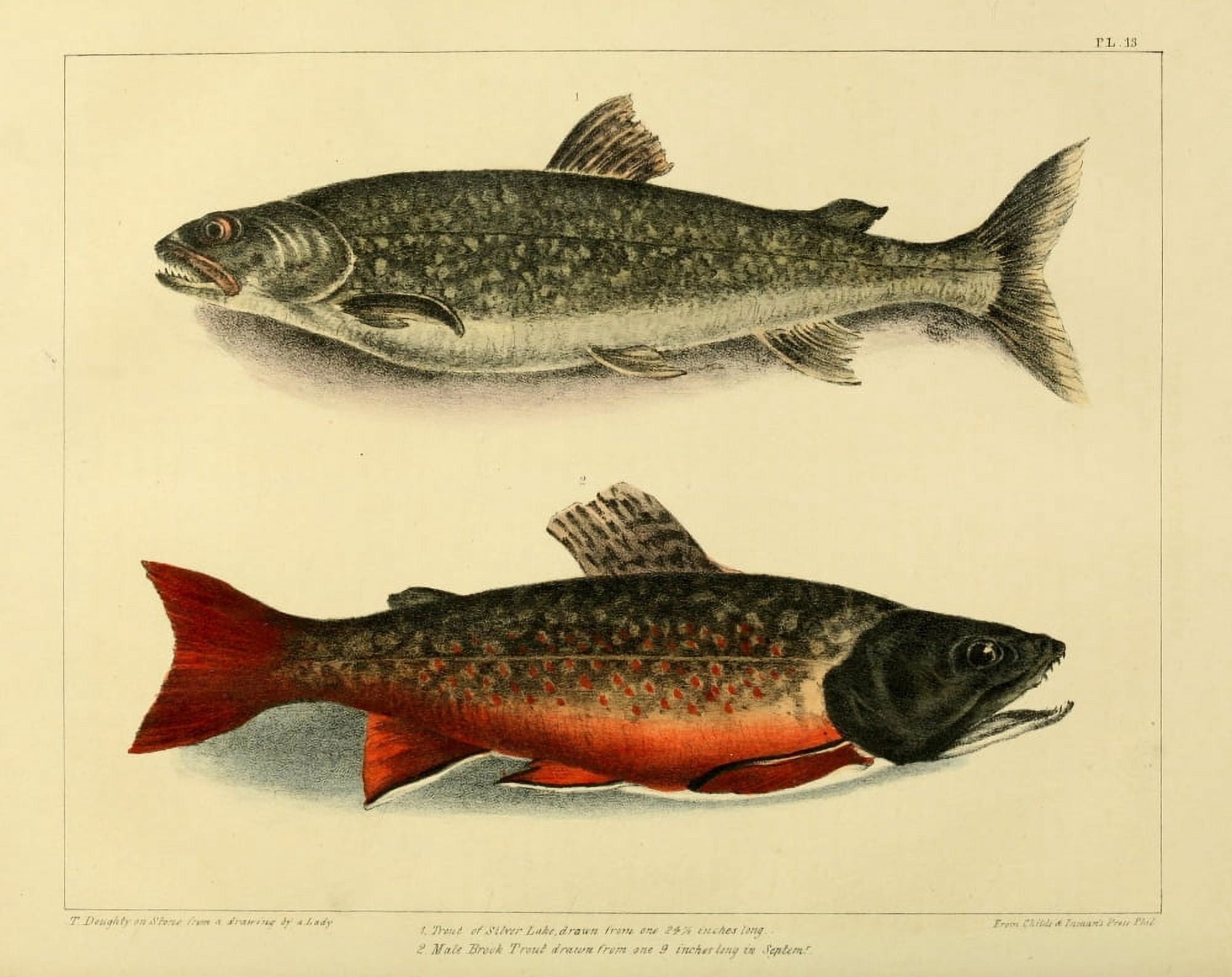 Cabinet of Natural History 1830 Trout Canvas Art - T Doughty (24 x 36)