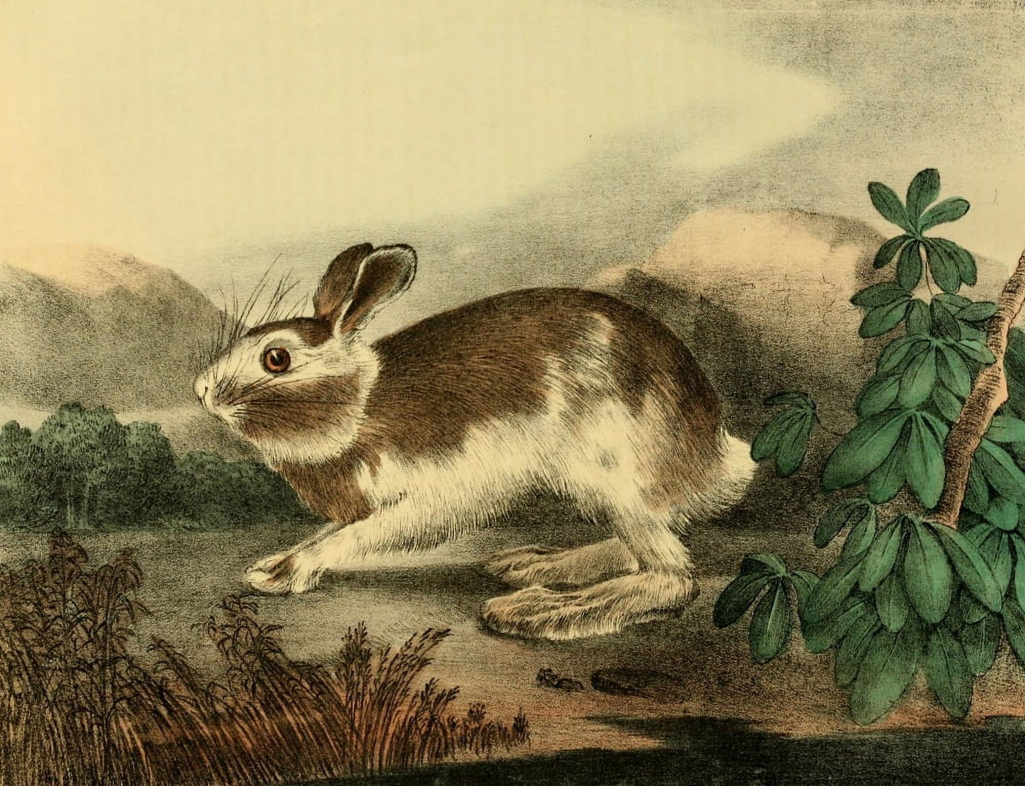 Cabinet of Natural History 1830 Varying Hare Canvas Art - T Doughty (24 x 36)