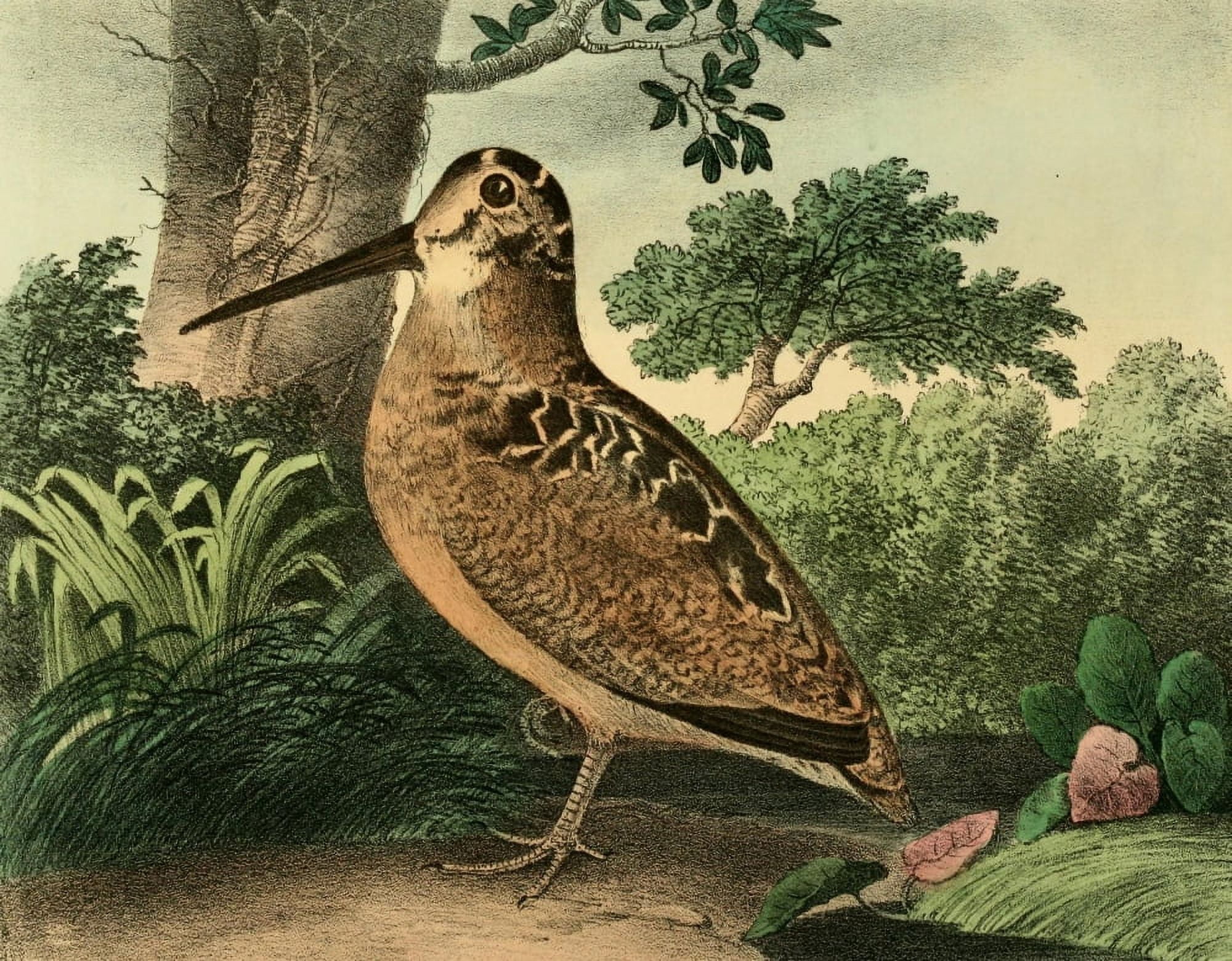 Cabinet of Natural History 1830 Woodcock Canvas Art - T Doughty (18 x 24)
