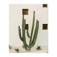 thumbnail image 1 of Cabo Cactus IX - Cabo San Lucas Baja California Sur Mexico Photography Cactus Desert Minimalist Botanical Architecture Rustic Nature Unframed Wall Art Print 12 x 16 inches, 1 of 81