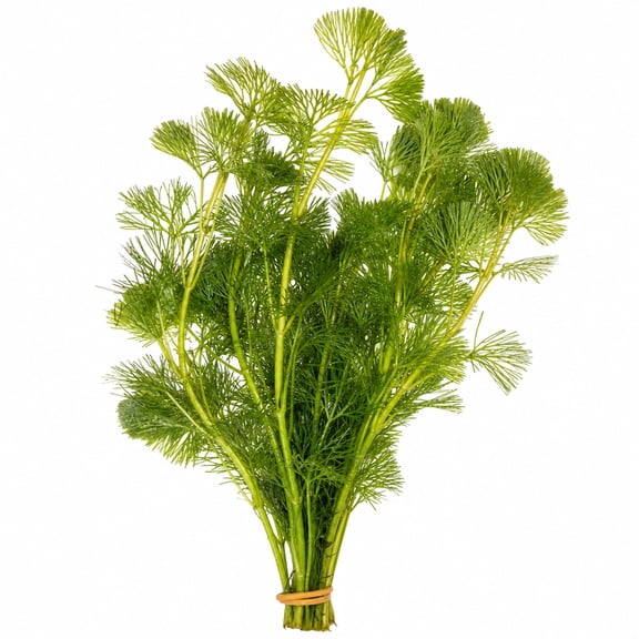 Canton Aquatics Green Cabomba Live Freshwater Aquarium Plant, Green, 1 Bunch