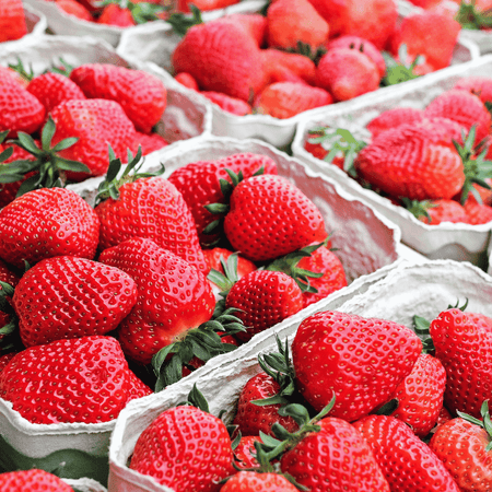 Cabot Strawberry Roots – Bare Root Plants | Extra-Large, Sweet June-Bearing Variety | Cold Hardy, Non-GMO, High Yield