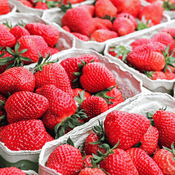 Cabot Strawberry Roots – Bare Root Plants | Extra-Large, Sweet June-Bearing Variety | Cold Hardy, Non-GMO, High Yield