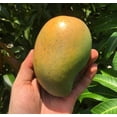 thumbnail image 1 of Cac MANGO TREE GRAFTED (2-4 Feet Tall). Ship to all states, 1 of 6
