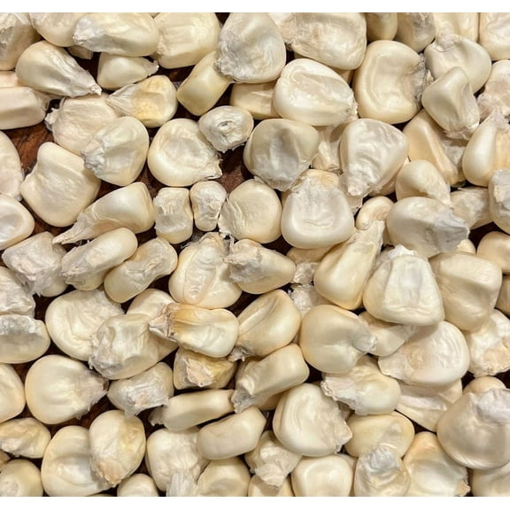 Sherwood's Seeds 20 Cacahuazintle White Corn Plant Seeds