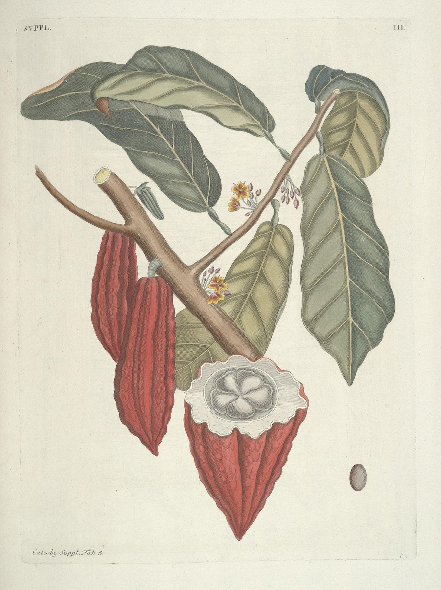Cacao Canvas Art - Mark Catesby (18 x 24)