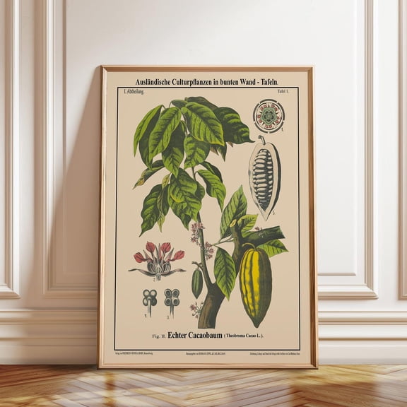 Cacao Tree Botanical Print, Vintage Chocolate Plant Illustration, Unframed Paper Poster 8x10in
