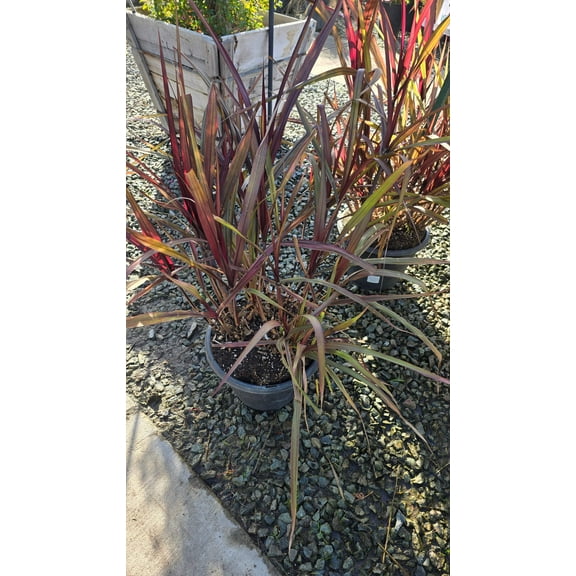 Cache Omamental Millet 'Copper' on 5 gallon pot - Get similar