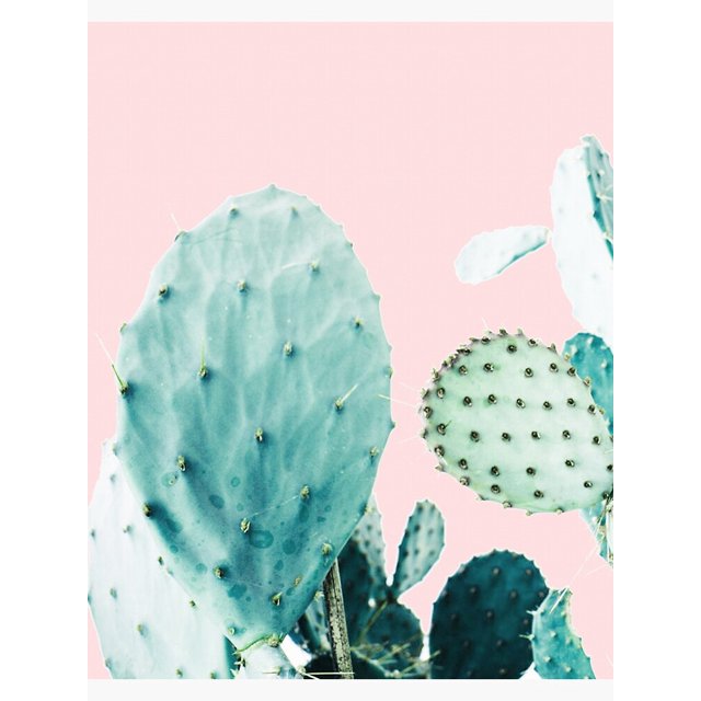 Cacti, Cactus, Cacti print, Cactus art, Desert, Nature, plant