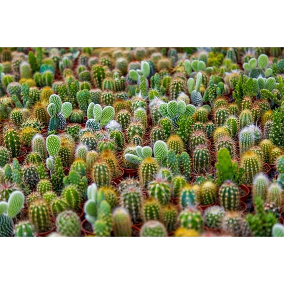 Cacti Seeds Mix - 50+ Seeds - Ships from Iowa, USA - Grow Exotic Cacti