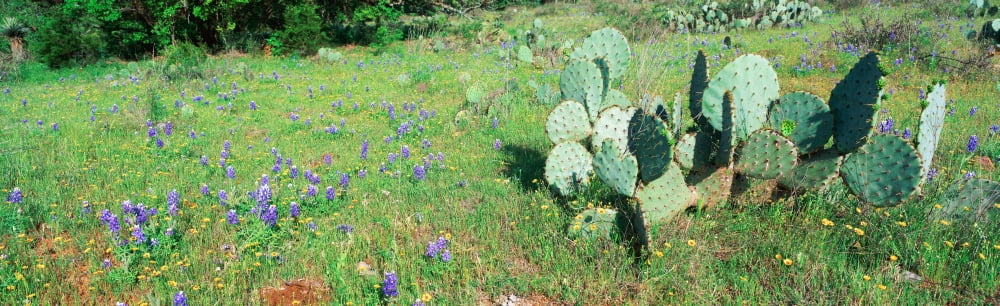 Cacti and wildflowers Texas Canvas Art - Panoramic Images (27 x 9)