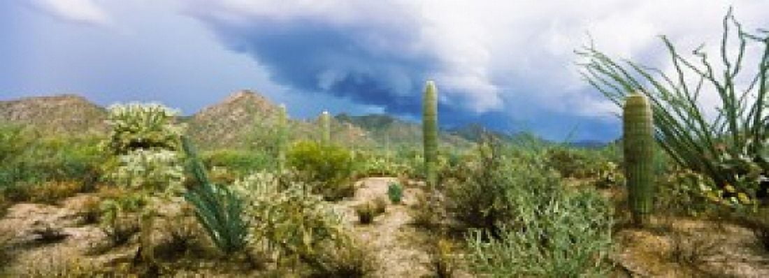 Cacti growing at Saguaro National Park Tucson Arizona USA Canvas Art - Panoramic Images (18 x 7)