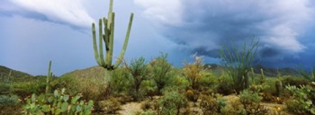 Cacti growing at Saguaro National Park Tucson Arizona USA Canvas Art - Panoramic Images (36 x 13)