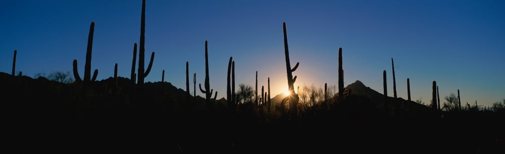 Cacti in desert at sunrise Canvas Art - Panoramic Images (36 x 12)