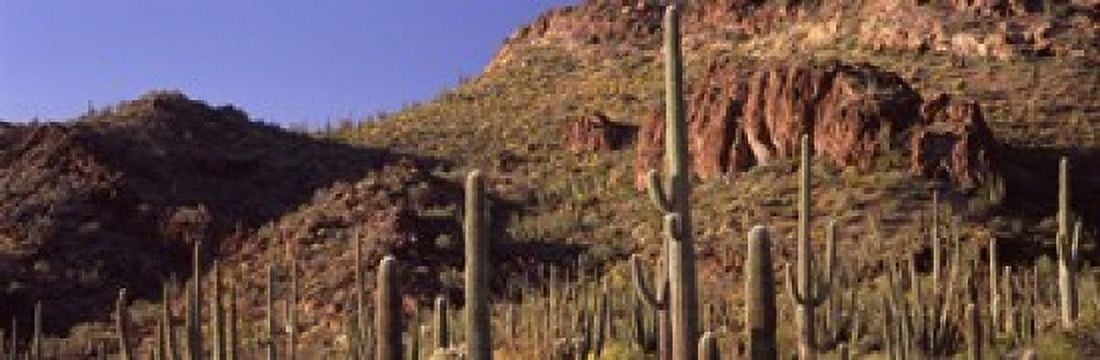 Cacti on a landscape Organ Pipe Cactus National Monument Arizona USA Canvas Art - Panoramic Images (18 x 6)