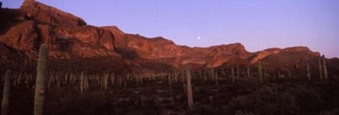 Cacti on a landscape Organ Pipe Cactus National Monument Arizona USA Canvas Art - Panoramic Images (18 x 7)