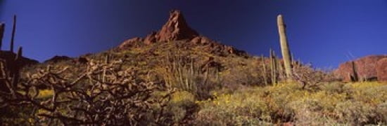 Cacti on a landscape Organ Pipe Cactus National Monument Arizona USA Canvas Art - Panoramic Images (36 x 12)