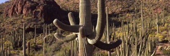 Cacti on a landscape Organ Pipe Cactus National Monument Arizona USA Canvas Art - Panoramic Images (36 x 12)