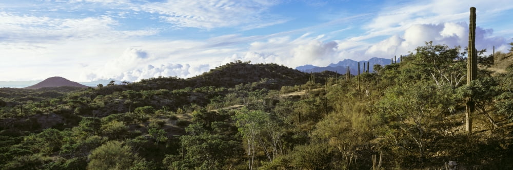 Cacti plants at country road with Sierra de la Giganta mountain range in the background Loreto San Javier Baja California Sur Mexico Canvas Art - Panoramic Images (27 x 9)