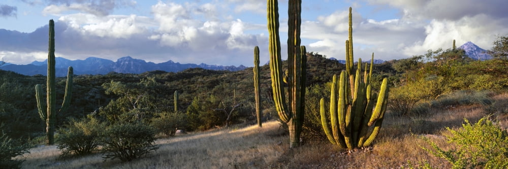 Cacti plants at country road with Sierra de la Giganta mountain range in the background Loreto San Javier Baja California Sur Mexico Canvas Art - Panoramic Images (36 x 12)