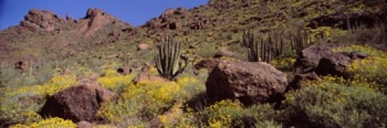 Cacti with wildflowers on a landscape Organ Pipe Cactus National Monument Arizona USA Canvas Art - Panoramic Images (36 x 12)